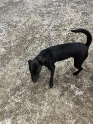 Found/Stray Female Dog last seen North Hall area, Hall County, GA 30506