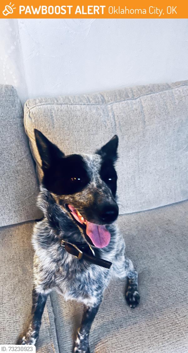 Found/Stray Female Dog last seen Oklahoma, Oklahoma City, OK 73084