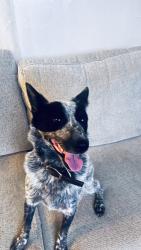 Found/Stray Female Dog last seen Oklahoma, Oklahoma City, OK 73084
