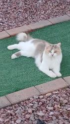 Lost Female Cat last seen Laguna Trail and Riviera Ave, Paulden, AZ 86334