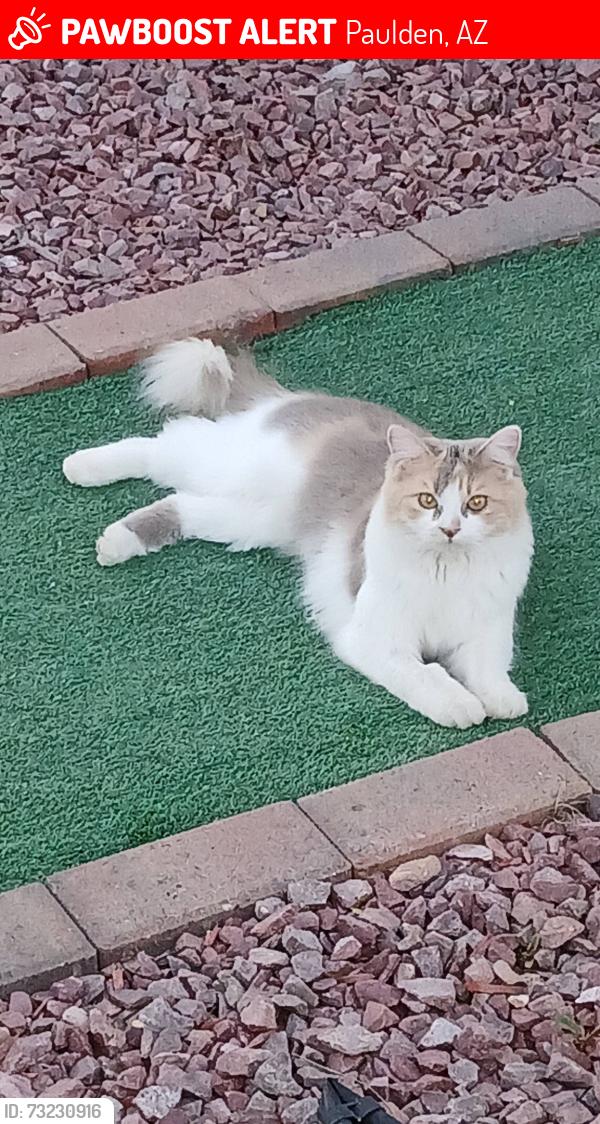 Lost Female Cat last seen Laguna Trail and Riviera Ave, Paulden, AZ 86334