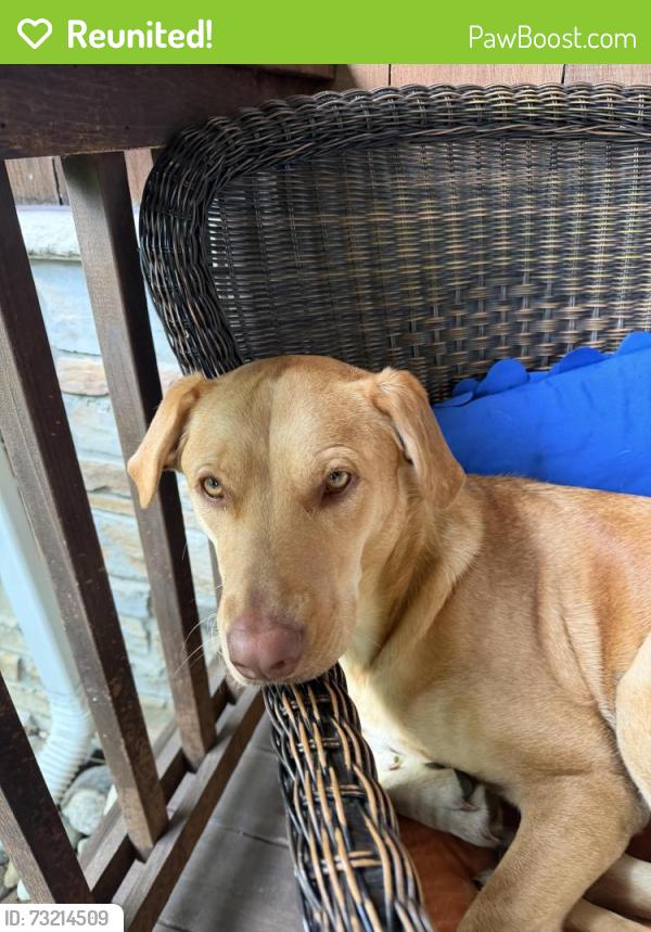 Reunited Female Dog last seen 12 Mile & Northwestern, Southfield, MI 48034