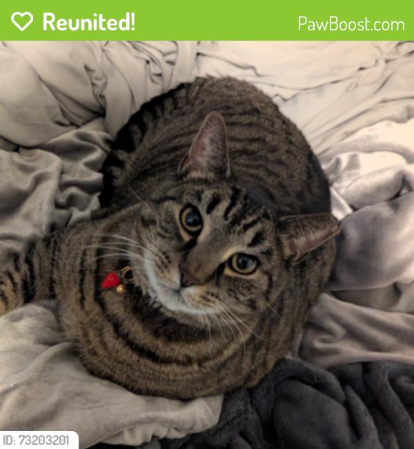 Reunited Male Cat last seen Koppy's, Fry's Flooring, Elizabethville, PA 17023