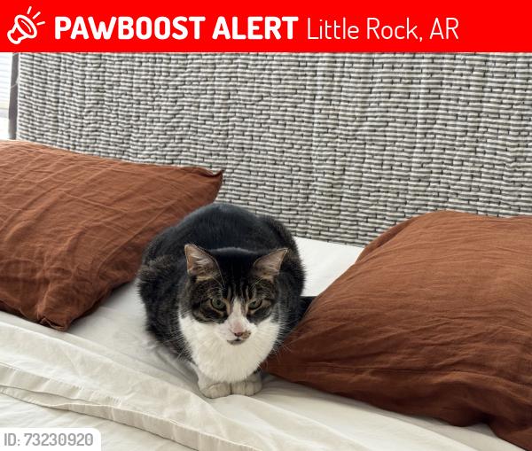 Lost Male Cat last seen Daisy Bates and Scott streets, Little Rock, AR 72201