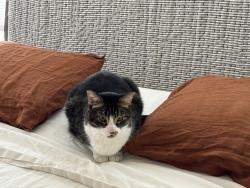 Lost Male Cat last seen Daisy Bates and Scott streets, Little Rock, AR 72201
