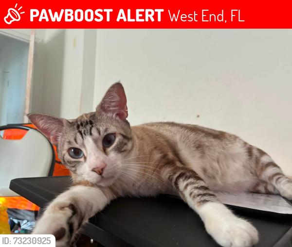 Lost Male Cat last seen Near sw 21 ter, Miami, FL 33145