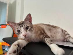 Lost Male Cat last seen Near sw 21 ter, Miami, FL 33145