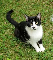 Found/Stray Female Cat last seen Marinello Terrace and Summit Ave, Albany, NY 12209