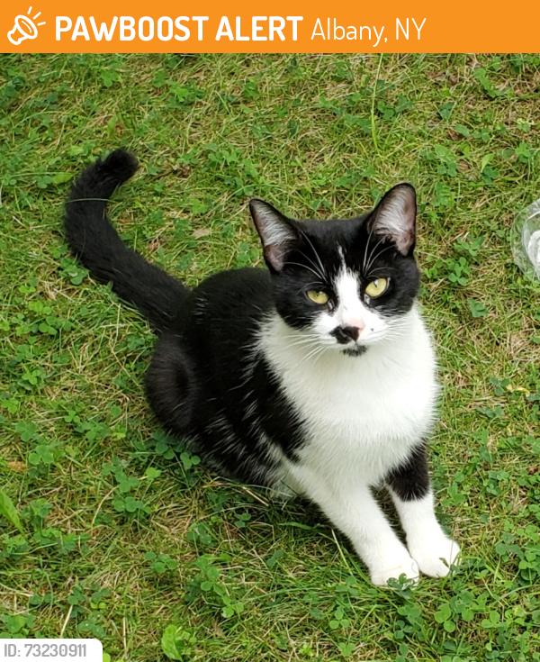 Found/Stray Female Cat last seen Marinello Terrace and Summit Ave, Albany, NY 12209