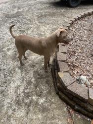Found/Stray Female Dog last seen North Hall area, Hall County, GA 30506