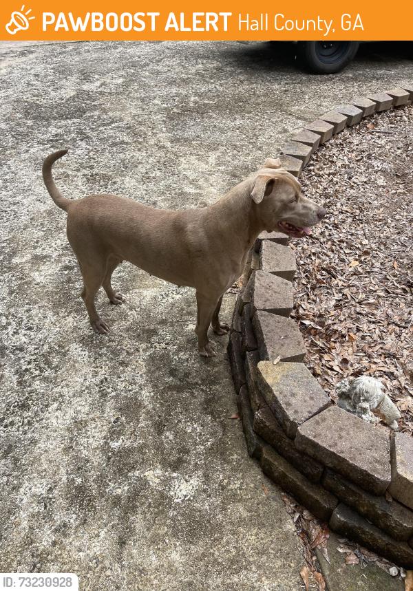 Found/Stray Female Dog last seen North Hall area, Hall County, GA 30506