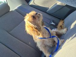 Reunited Male Dog last seen 22nd St and Mildred in University Place by TCC, University Place, WA 98466