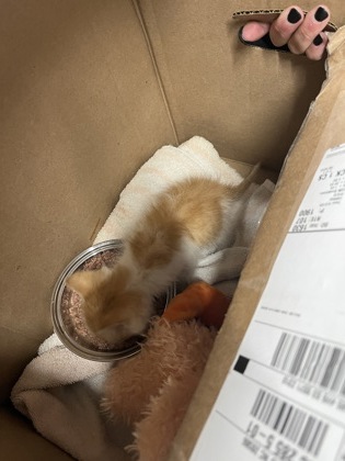 Shelter Stray Male Cat last seen Near Kite Town Rd, Vanceboro, NC, 1639 Old Airport Rd, New Bern, NC 28562, USA