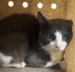 Shelter Stray Male Cat last seen Morgan rd / FM 1179, Brazos County, TX, 5359 Leonard Rd, Bryan, TX 77807, USA
