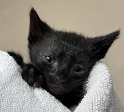 Shelter Stray Male Cat last seen Fawn Lake/ End, Brazos County, TX, 5359 Leonard Rd, Bryan, TX 77807, USA