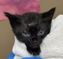 Shelter Stray Male Cat last seen Fawn Lake/ End, Brazos County, TX, 5359 Leonard Rd, Bryan, TX 77807, USA