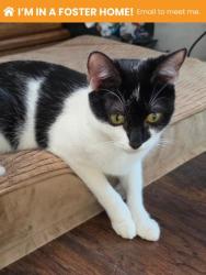 Shelter Stray Female Cat last seen Near Gough St, 21224, MD, 2490 Giles Rd, Baltimore, MD 21225, USA