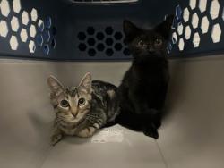 Shelter Stray Male Cat last seen E 43rd St & Harrison St, 64110, 64110, MO, 7077 Elmwood Ave, Kansas City, MO 64132, USA