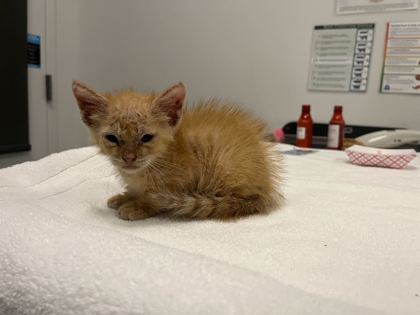 Shelter Stray Male Cat last seen Near Garner Avenue, 64124, MO, 7077 Elmwood Ave, Kansas City, MO 64132, USA