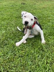 Shelter Stray Female Dog last seen Near Peppertree Cir Decatur, 30034, 30034, GA, 3280 Chamblee Dunwoody Rd, Chamblee, GA 30341, USA