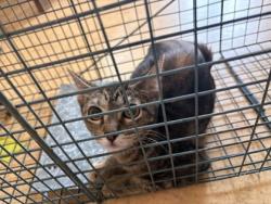 Shelter Stray Female Cat last seen 200's blck Cliffwood Ct, Duncanville, TX, 1150 E Pleasant Run Rd, Cedar Hill, TX 75104, USA