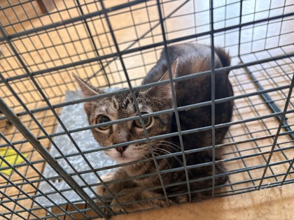 Shelter Stray Female Cat last seen 200's blck Cliffwood Ct, Duncanville, TX, 1150 E Pleasant Run Rd, Cedar Hill, TX 75104, USA