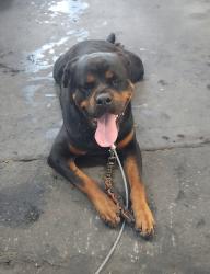 Found/Stray Female Dog last seen Garvey Ave, Stingle Ave, Between Rosemead Place, Major Streets: Rosemead & Walnut Grove, Rosemead, CA 91770