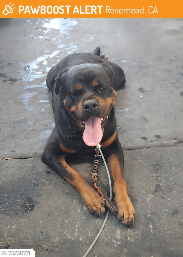 Found/Stray Female Dog last seen Garvey Ave, Stingle Ave, Between Rosemead Place, Major Streets: Rosemead & Walnut Grove, Rosemead, CA 91770