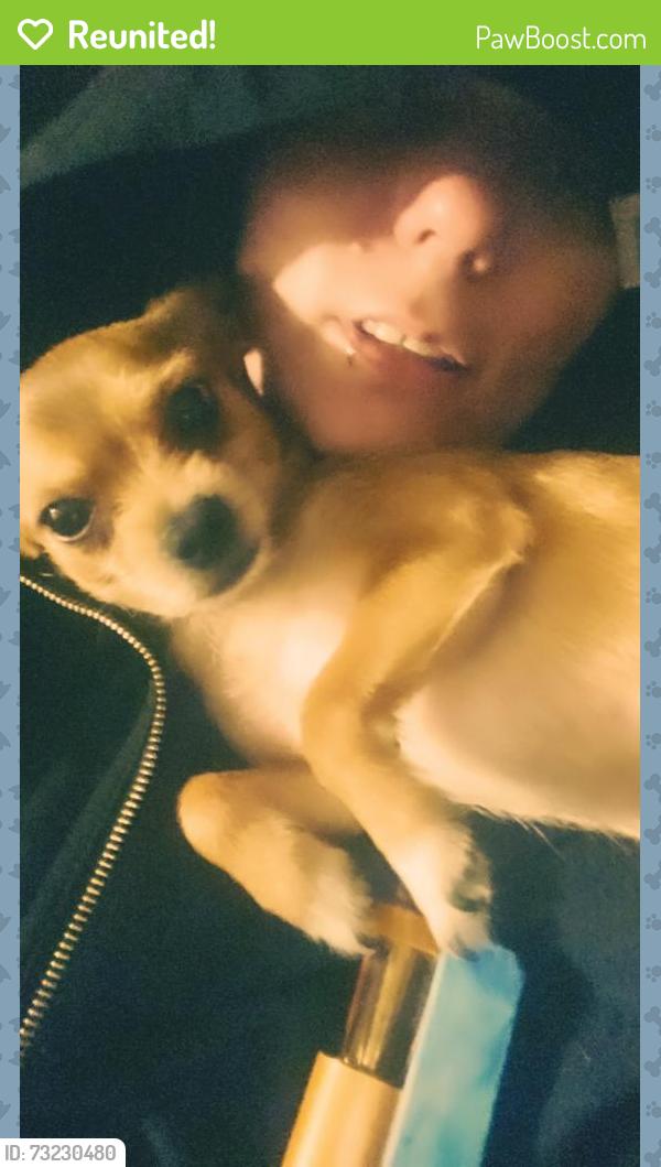 Reunited Male Dog last seen Jane clark park, Tacoma, WA 98407