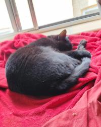 Reunited Female Cat last seen Near N Marion St Denver CO 80218, Denver, CO 80218