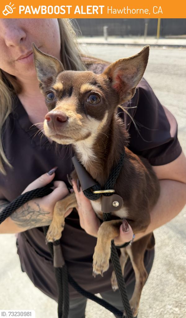 Found/Stray Male Dog last seen Near Felton Ave, Hawthorne, CA 90250
