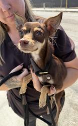 Found/Stray Male Dog last seen Near Felton Ave, Hawthorne, CA 90250