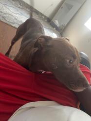 Lost Female Dog last seen Crump and Lamar, Memphis, TN 38104