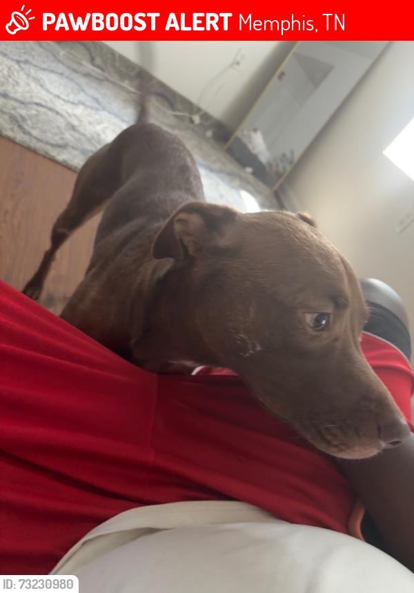 Lost Female Dog last seen Crump and Lamar, Memphis, TN 38104