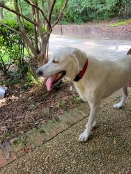 Reunited Female Dog last seen Reese rd, Columbus, GA 31907