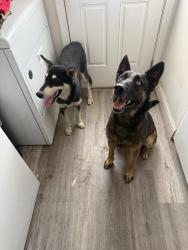 Found/Stray Unknown Dog last seen Antelope rd menifee ca, Romoland, CA 92585
