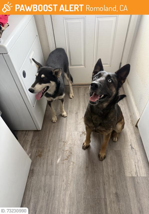 Found/Stray Unknown Dog last seen Antelope rd menifee ca, Romoland, CA 92585