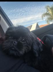 Lost Male Dog last seen Near N belle st, San Bernardino, CA 92401