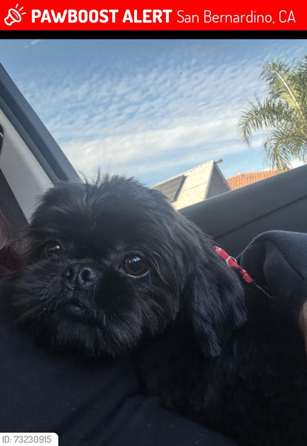 Lost Male Dog last seen Near N belle st, San Bernardino, CA 92401
