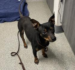 Shelter Stray Male Dog last seen Rock Springs Road, Escondido, CA, 92026, Escondido, CA 92027, USA