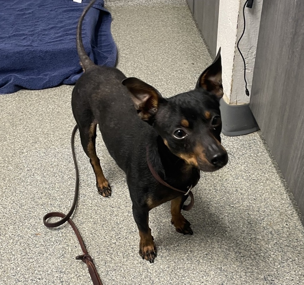 Shelter Stray Male Dog last seen Rock Springs Road, Escondido, CA, 92026, Escondido, CA 92027, USA