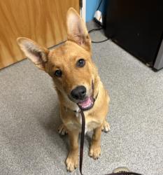 Shelter Stray Female Dog last seen Near Pala Temecula Road, Pala, CA, 92059, Escondido, CA 92027, USA