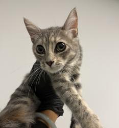 Shelter Stray Female Cat last seen Near Cullen Street, San Diego, CA, 92111, 5500 Gaines St, San Diego, CA 92110, USA