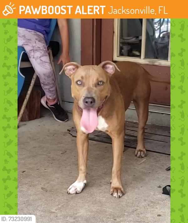 Found/Stray Female Dog last seen Wilson and Kenwood Dr E, Jacksonville, FL 32210