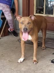 Found/Stray Female Dog last seen Wilson and Kenwood Dr E, Jacksonville, FL 32210