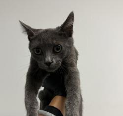 Shelter Stray Female Cat last seen Near Cullen Street, San Diego, CA, 92111, 5500 Gaines St, San Diego, CA 92110, USA