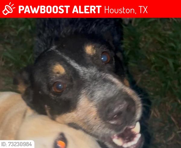 Lost Female Dog last seen Frazier Elementary, Houston, TX 77089