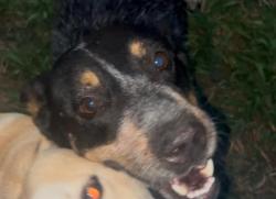 Lost Female Dog last seen Frazier Elementary, Houston, TX 77089