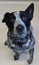Shelter Stray Female Dog last seen Near Marline Avenue, El Cajon, CA, 92021, El Cajon, CA 92020, USA
