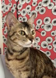 Lost Female Cat last seen Ickleford, Ickleford, England SG5 3XY